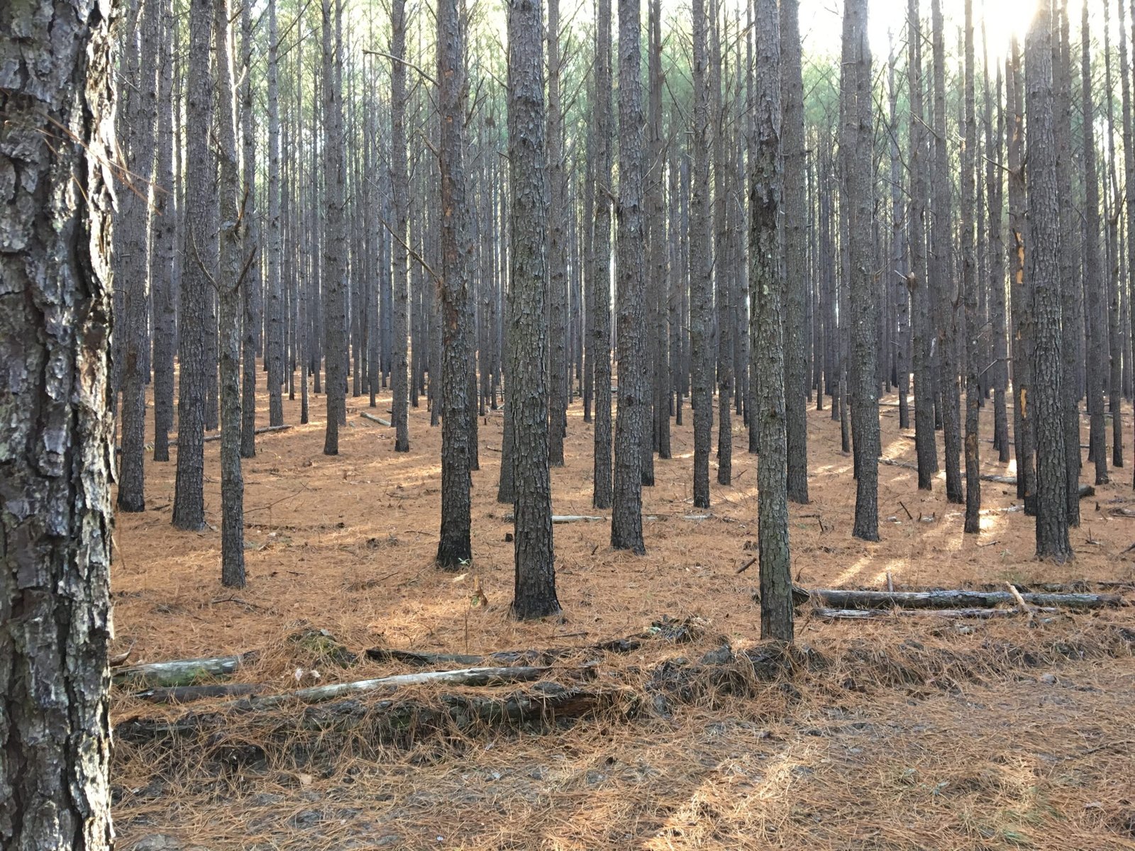 Rows of pine trees in a managed forest stand
