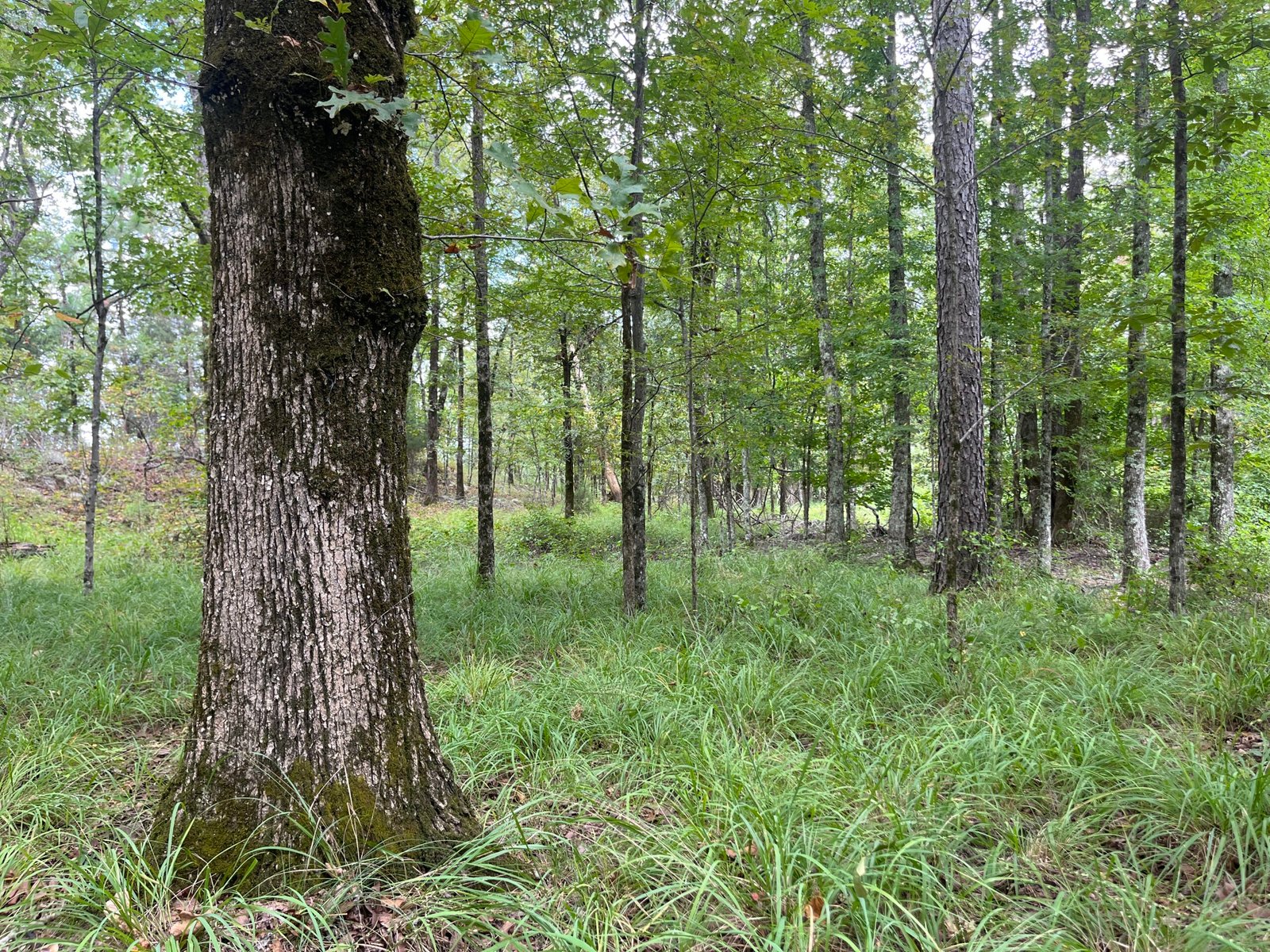Mature tree in a mixed woodland with green understory