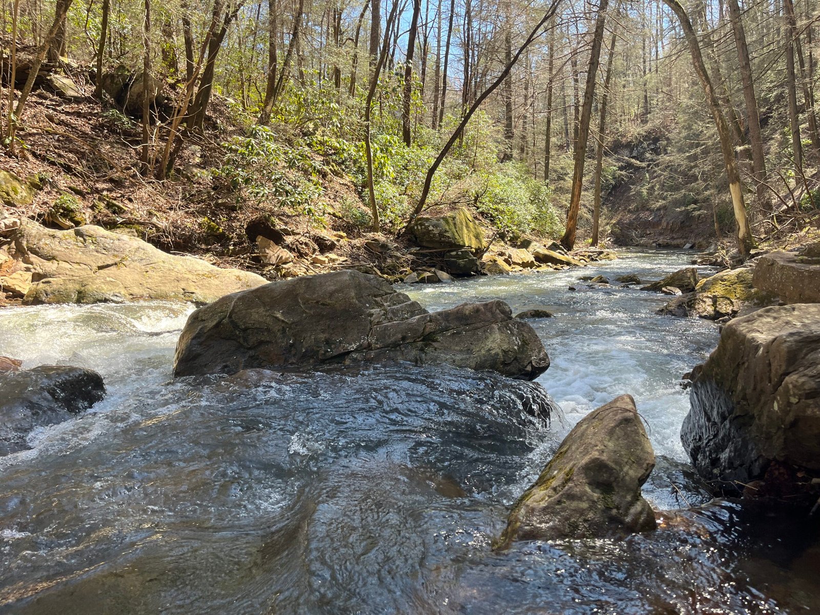 Rocky creek running through wooded land